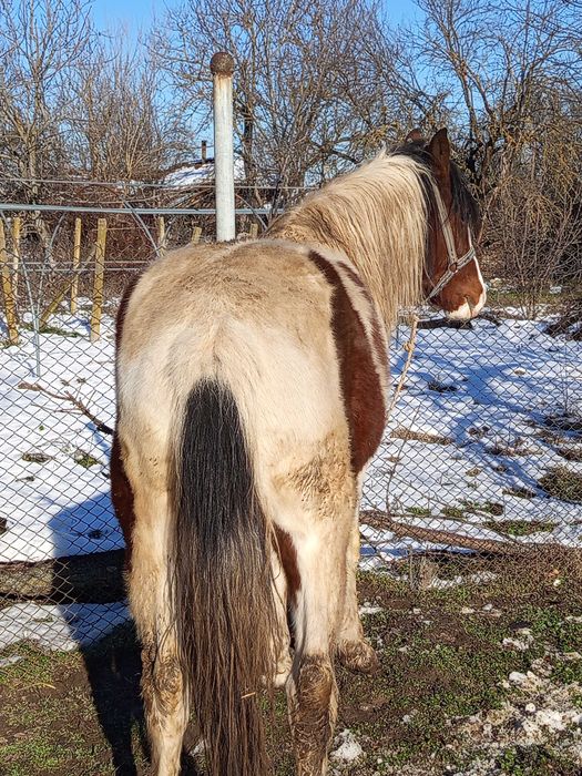 Продава се мъжки жребец.