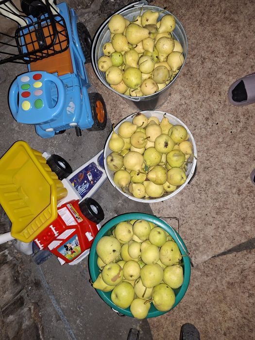 Продам грушу с огорода