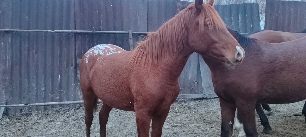 Продам 2 жеребца