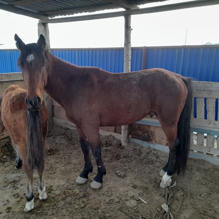 Жылқы, ат, айғыр сату