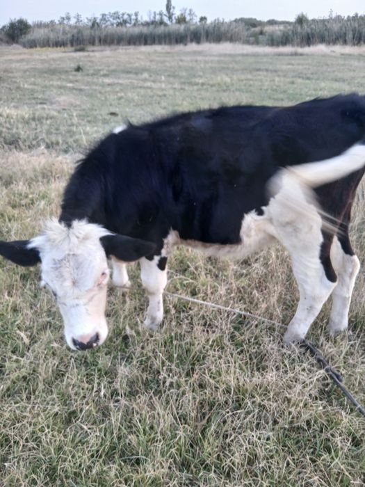Vaca si vițica de vănzare