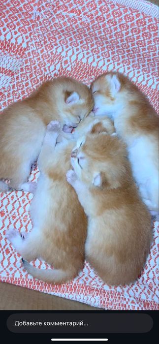 Британская золотая шиншилла ny12