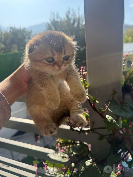 Скоттиш-фолд и скоттиш-страйт