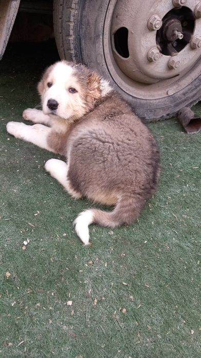 Продам  щенки Алабай