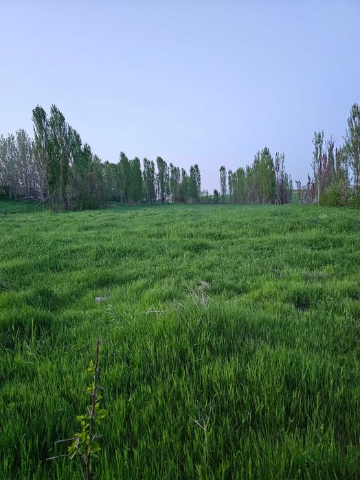 Продается дом с большим участком 45 соток в поселке Курсой