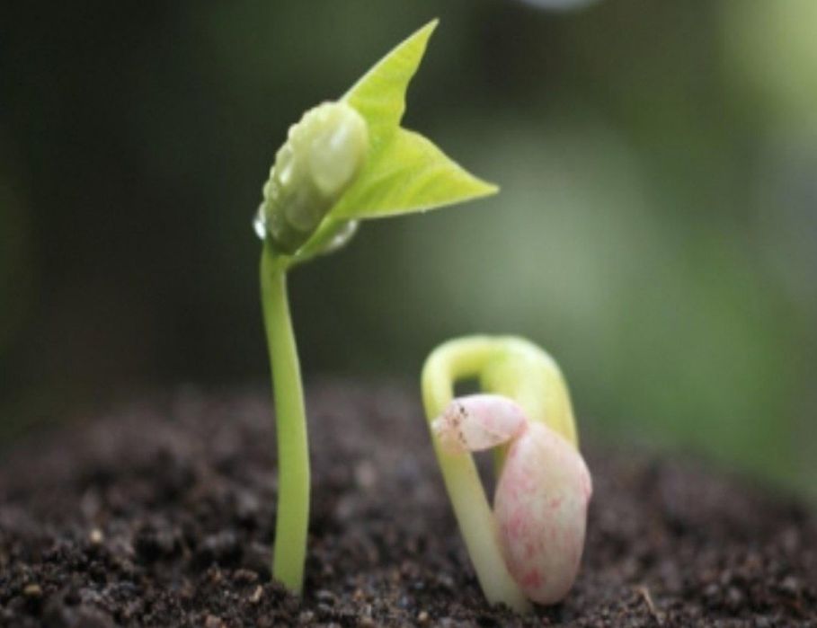 Базовый грунт для уличных растений! Для новостроек! Для новых городов!