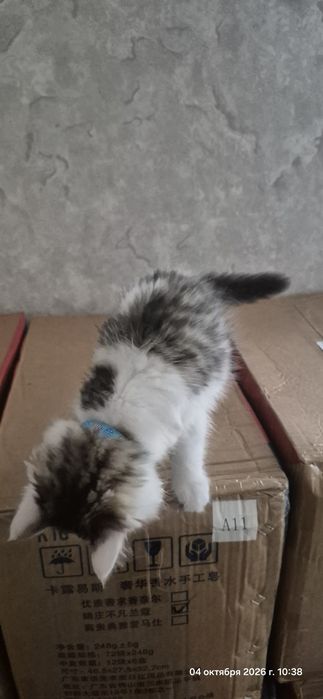 Отдам котенка бесплатно