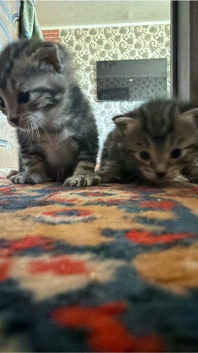 Мысык балдары бар