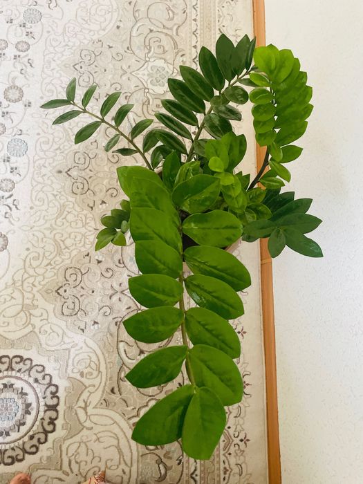 Долларовое дерево