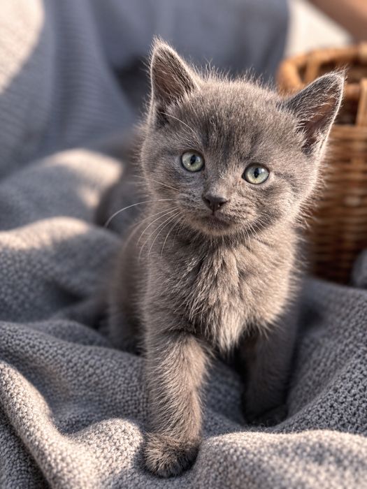 Котёнок ищет дом