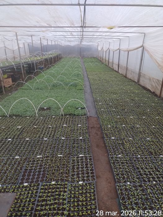 Rasad de roșii Sandoline Rila si alte hibrizi