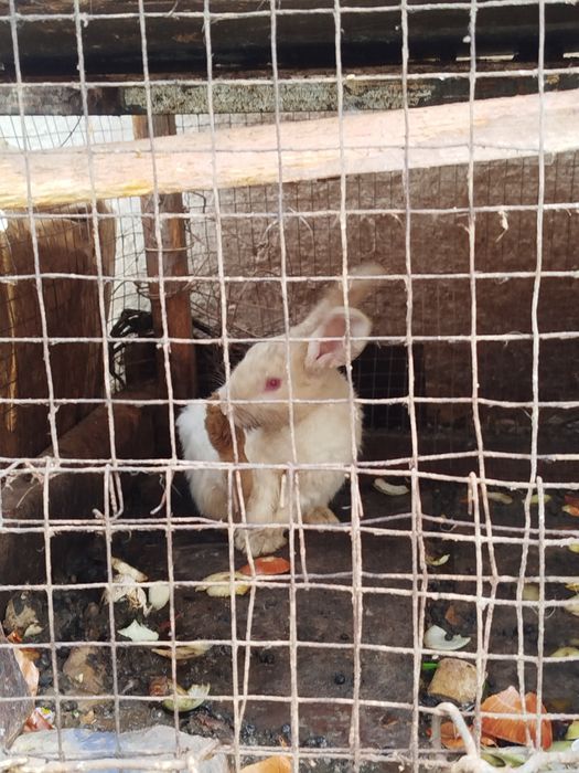 Quyon 2 xel paroda 7 ta