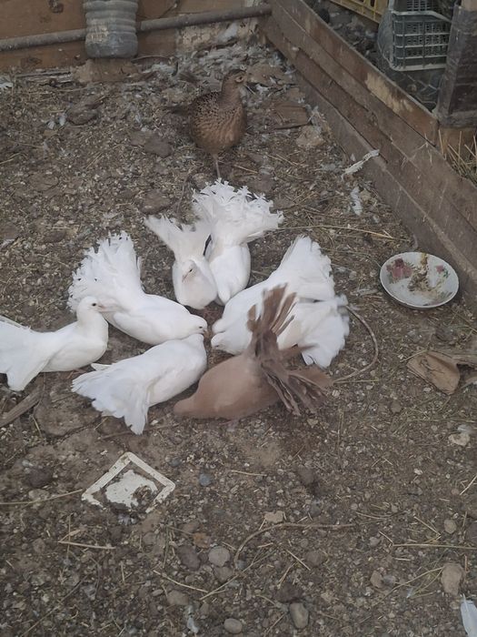 Павлин кептерлер