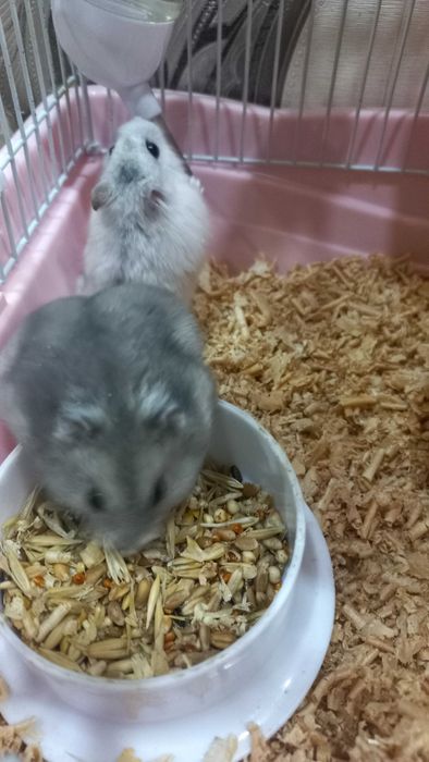 Хомяки с клеткой