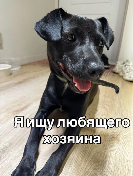 Найденного и ухоженного пса отдадим в добрые и заботливые руки