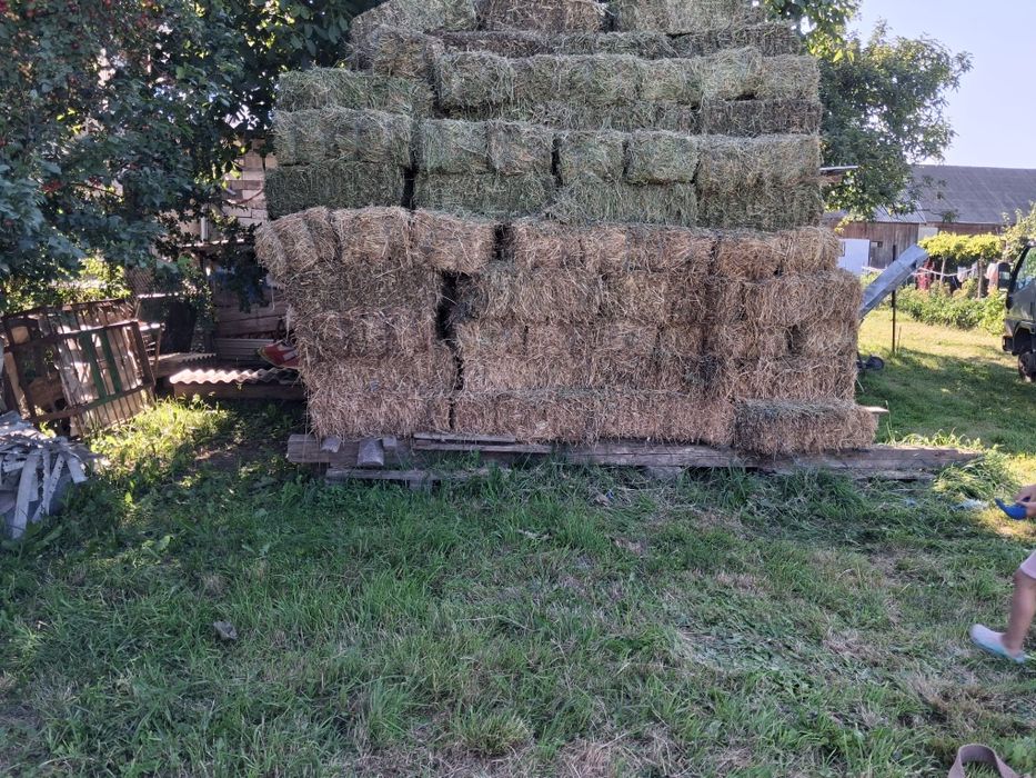 Vând baloți de lucernă