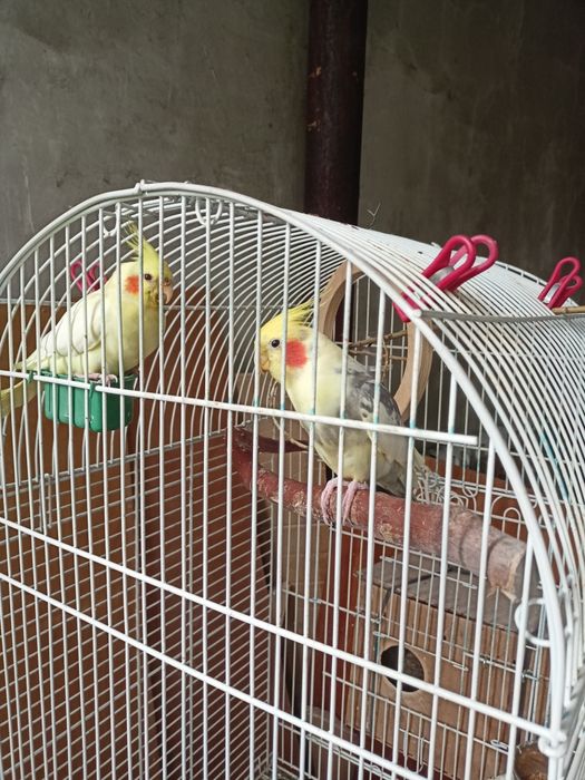 Продам пару карелл с клеткой.