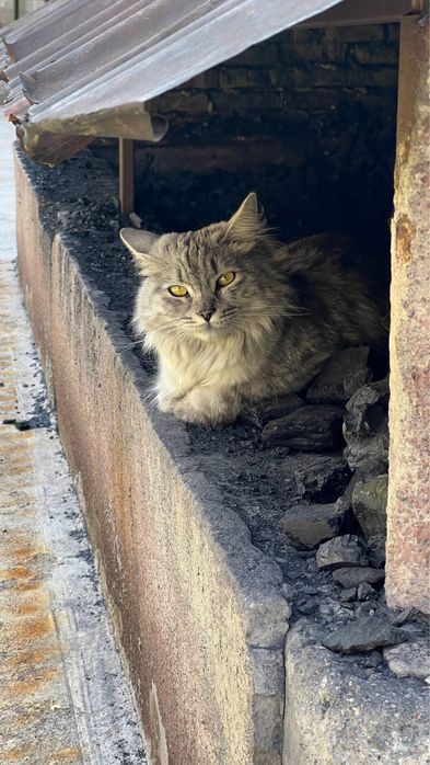 Найдена кошка домашняя