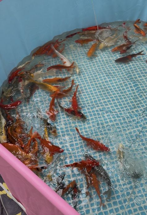 Рыба для пруда Японские карп Коя привазное Индонезия