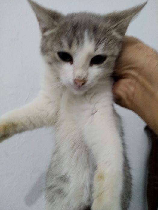 Котята одам в добрые руки