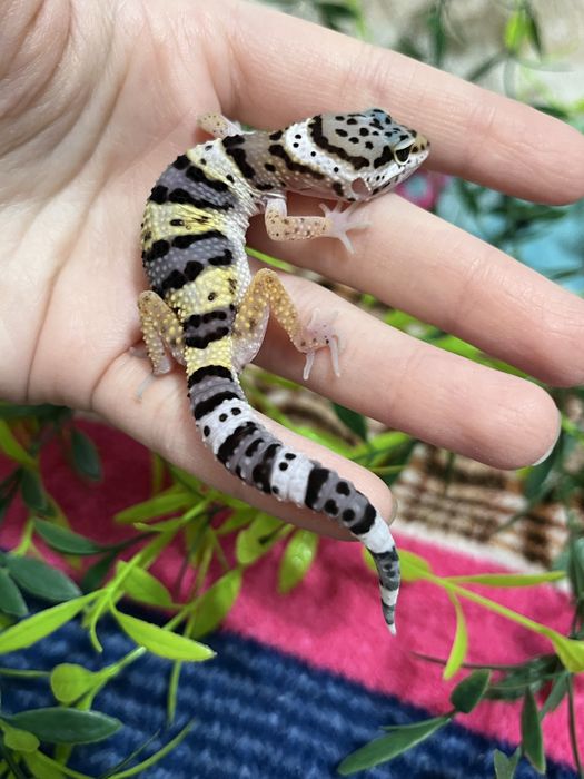 Эублефары гекконы (ящерица,геккон)