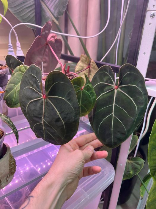 anthurium eureka x besseae aff