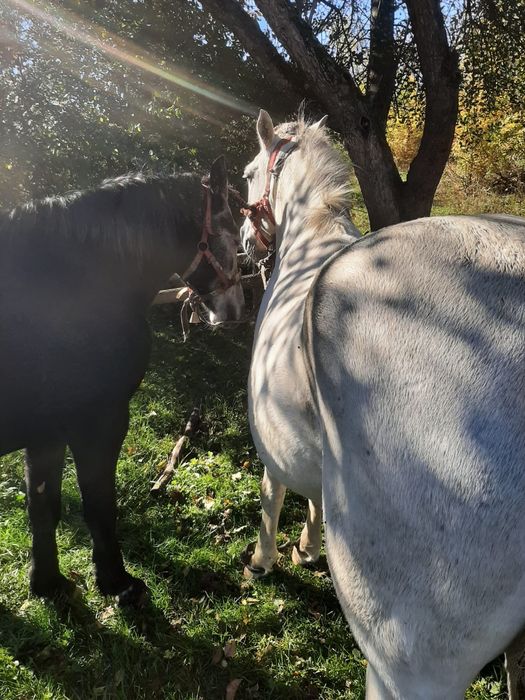 Vând cai de pădure!