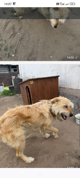 Отдам хорошую сабачку