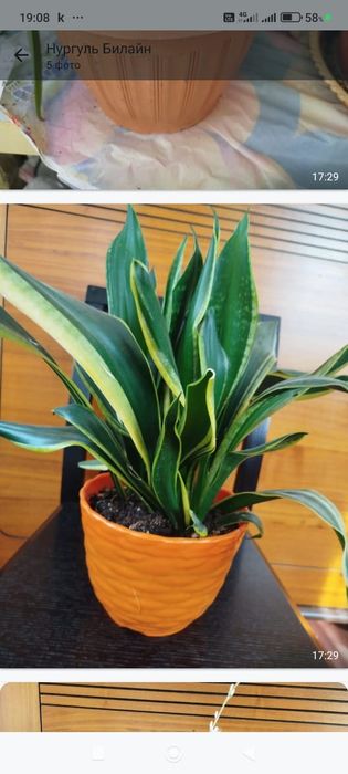 Продам комнатные цветы