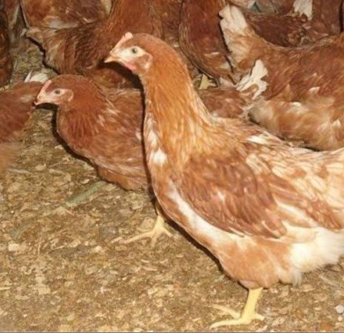 Продам кур несушки