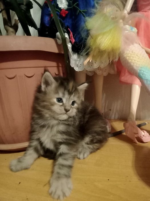 Кошечка Мейн Кун