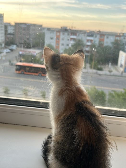 Пропала кошка, помогите найти