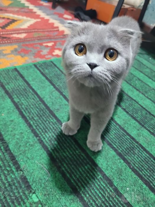 6 oylik qiz mushugimiz sotivda