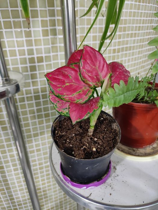 Распродажа декоративных комнатных растений