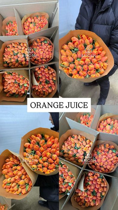 Тюльпаны предзаказ