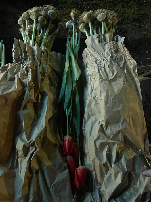 Тюльпаны Голландские