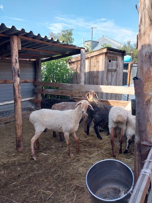 Продам жирных упитанный баран