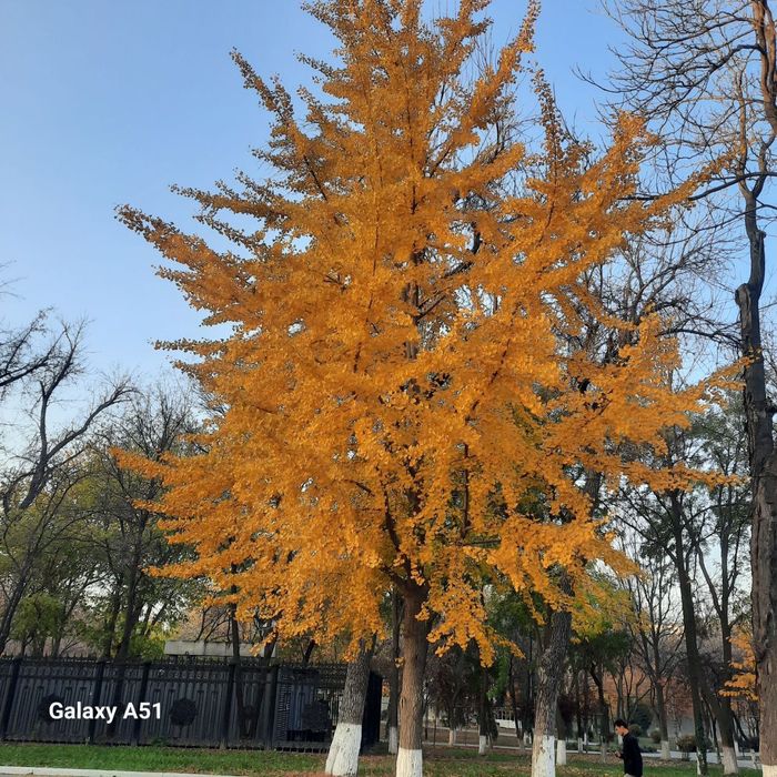 Гинко билоба уруғи