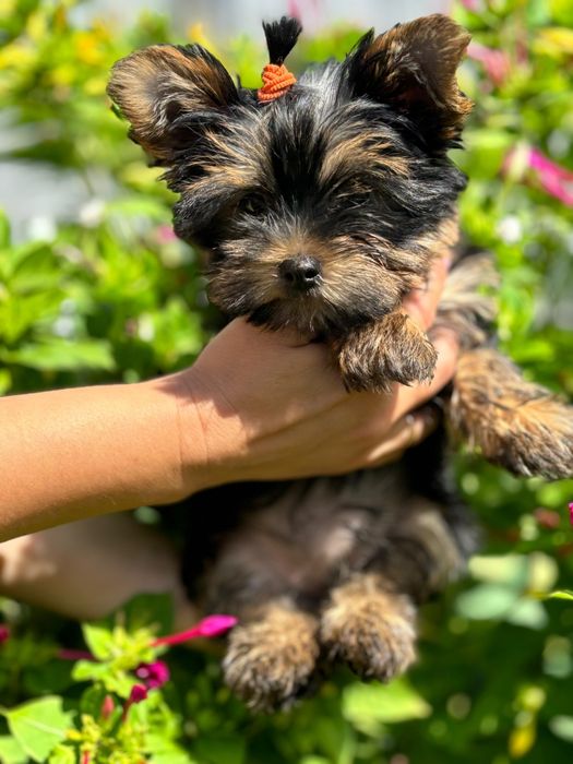 Йоркширский терьер