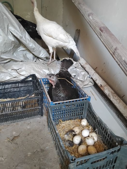 Курк болган курка