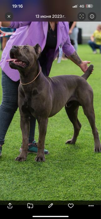 Кобель кане корсо на вязку