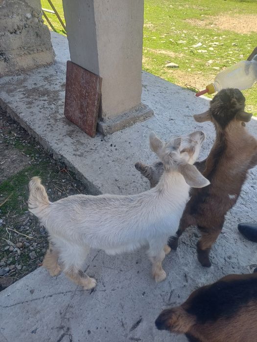 Альпийский лақтар сатылады