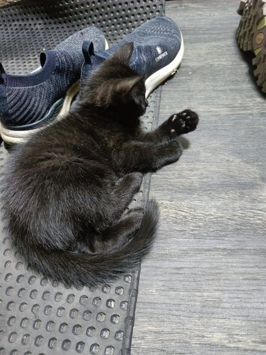 3 котёнка. Ищут дом
