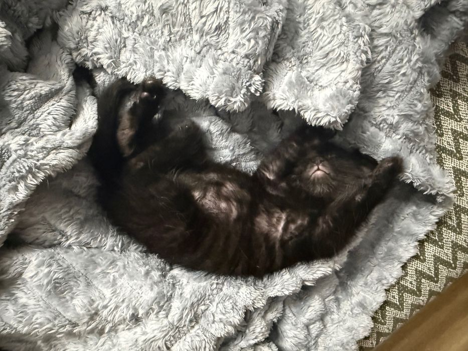 Котенок в добрые руки