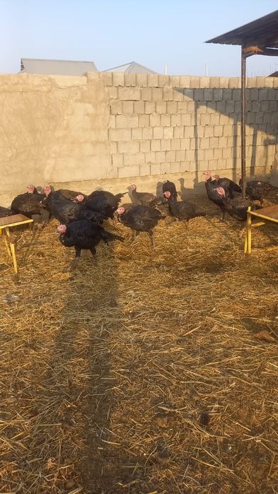 Домашние птицы индюки