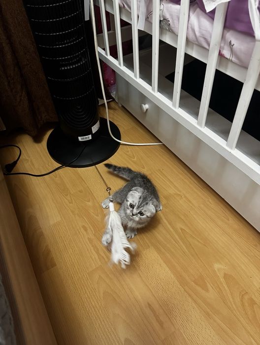 Продам шотладских котят