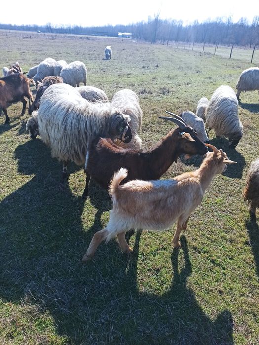 Oi și capre (breze și alpine)