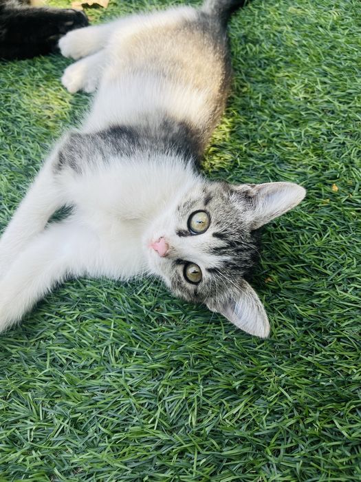 Отдам котенка девочку