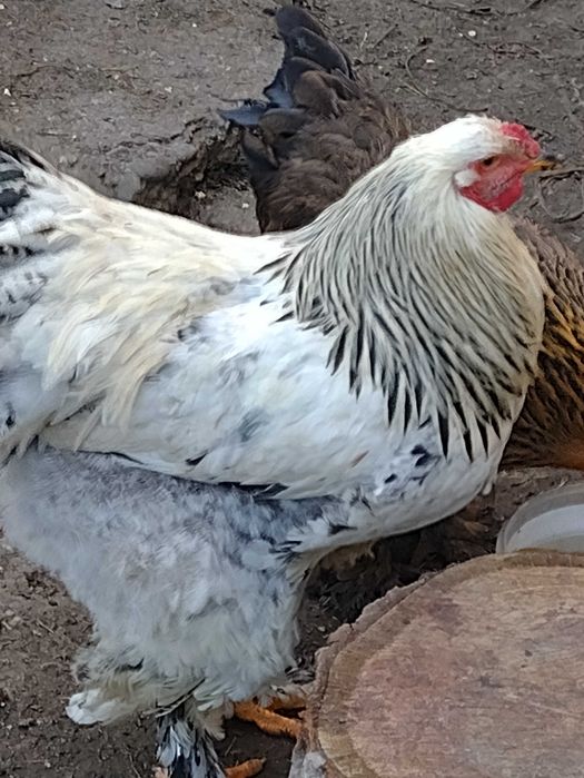 Cocosi brahma  uriaș pt reproducere
