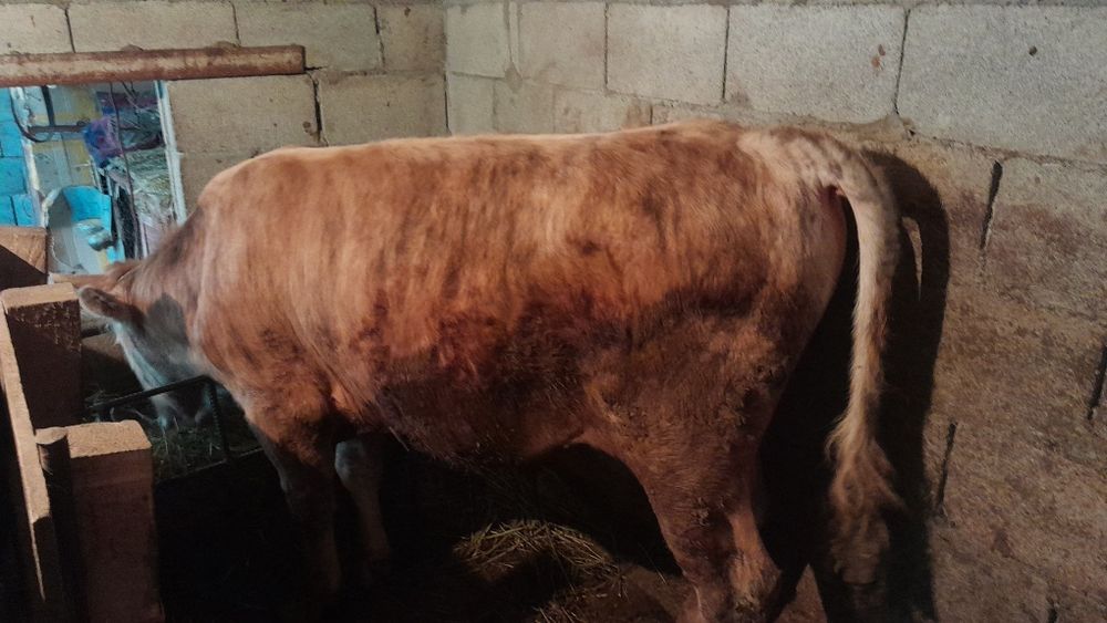 Продам Бычка 1.5 годовалый